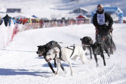 Lenk 2013